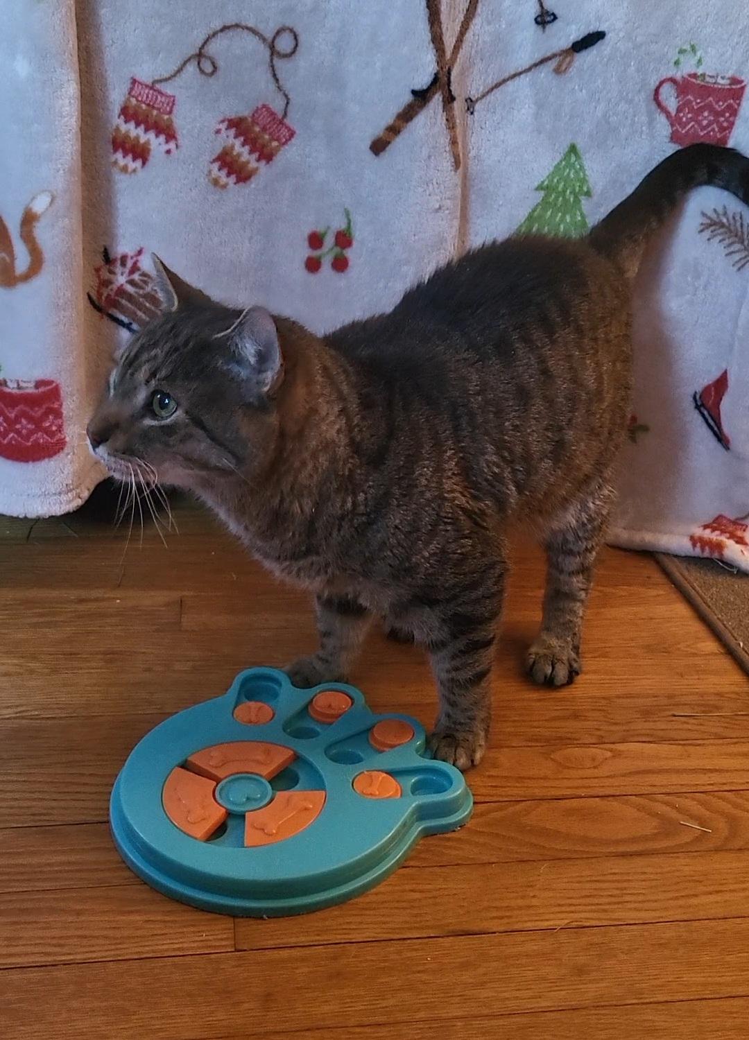 Enlarge Jason, a Adoptable Domestic Short Hair in Lemoyne, PA image 4/4