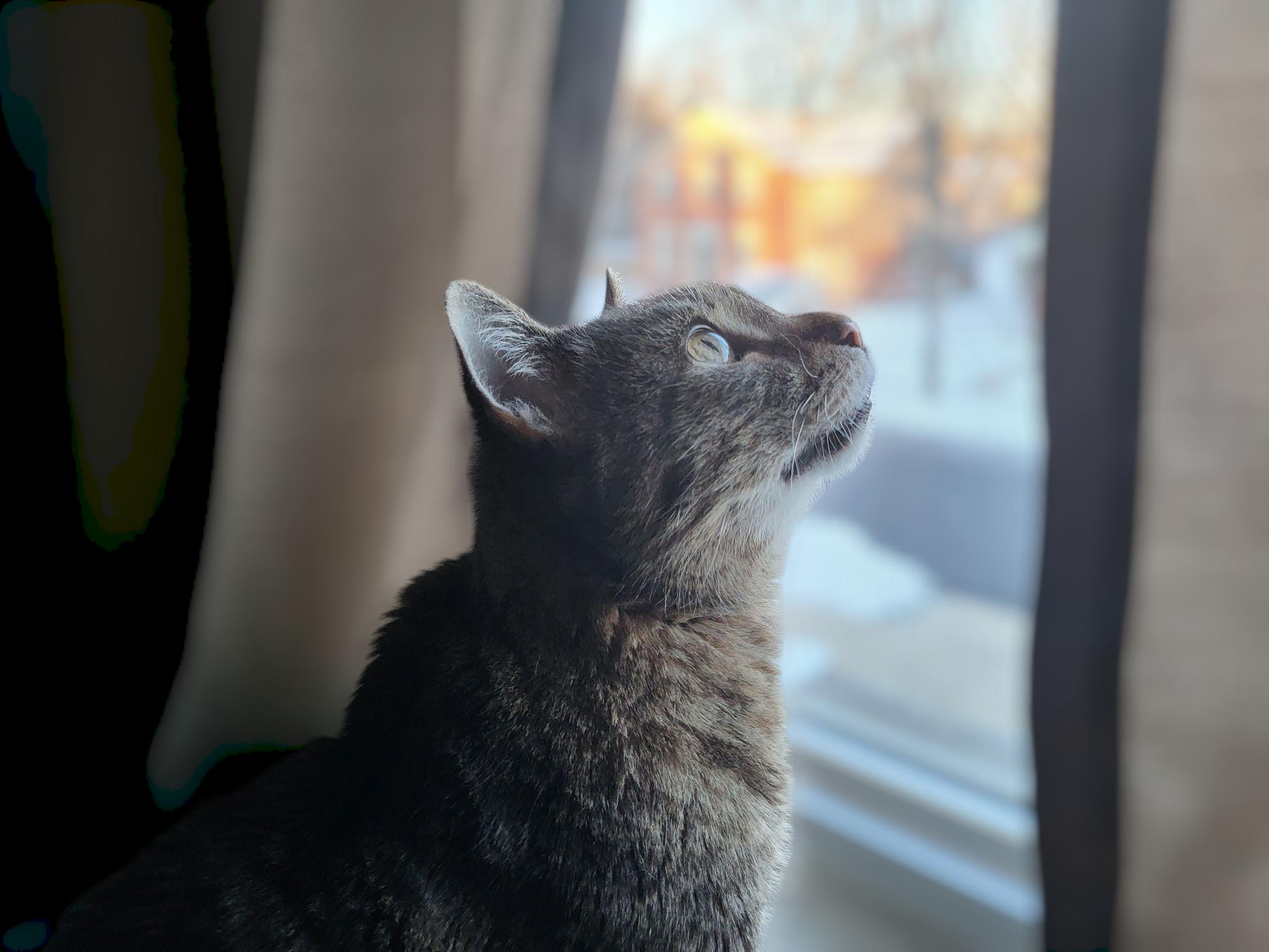 Enlarge Jason, a Adoptable Domestic Short Hair in Lemoyne, PA image 3/4