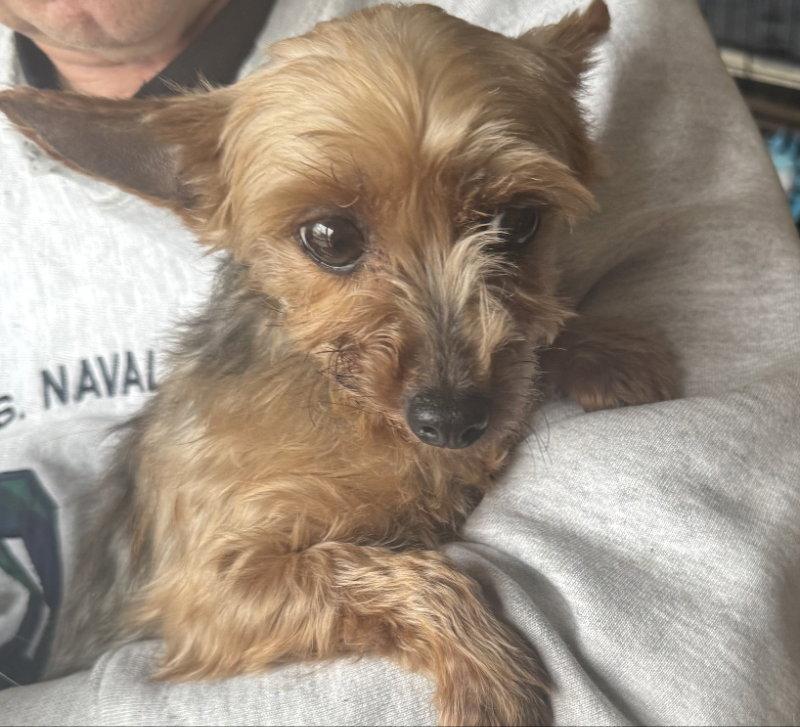 Frosty Paws, Adoptable, Adult Female Yorkshire Terrier.