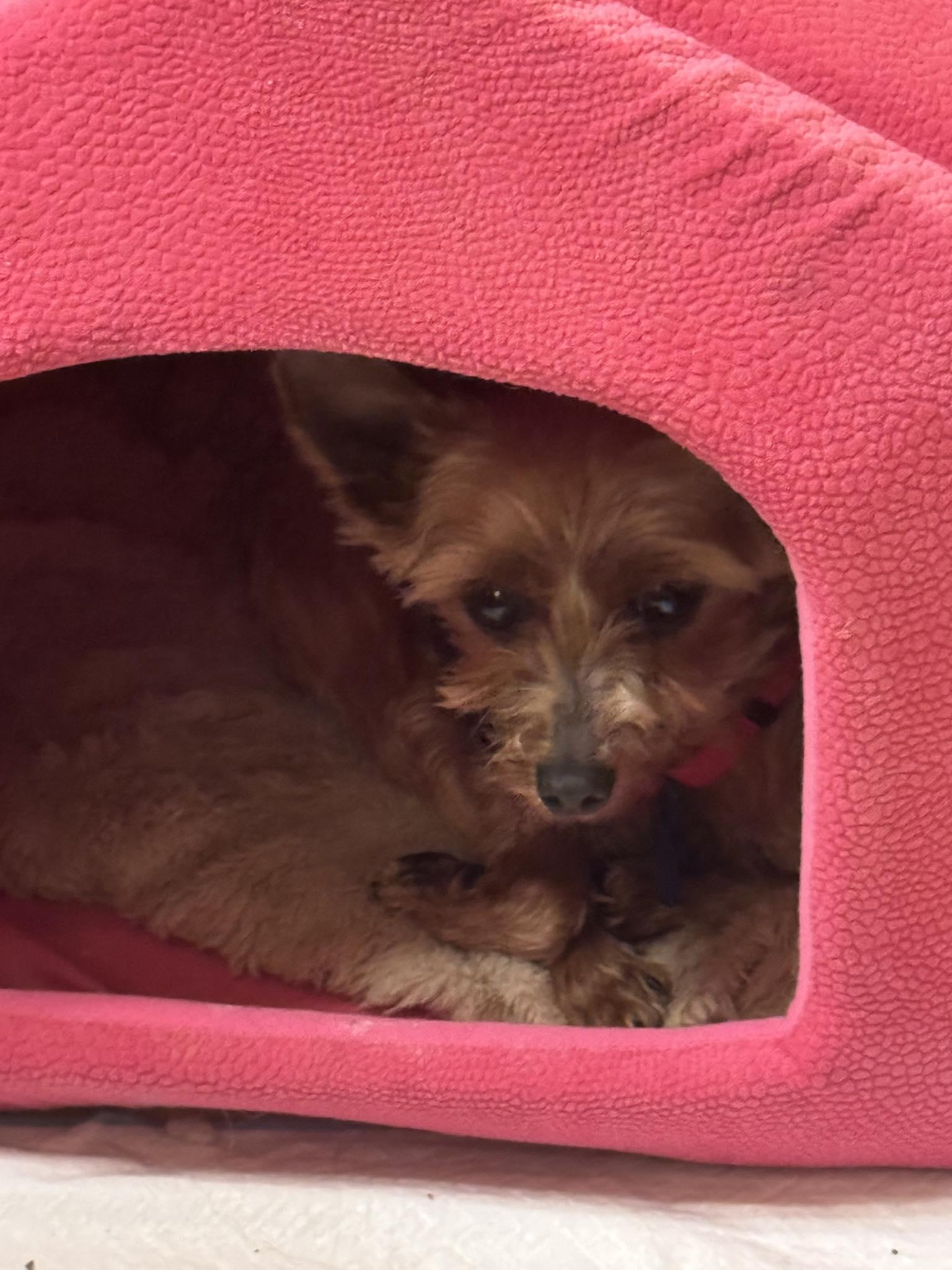 Frosty, Adoptable, Adult Female Yorkshire Terrier.