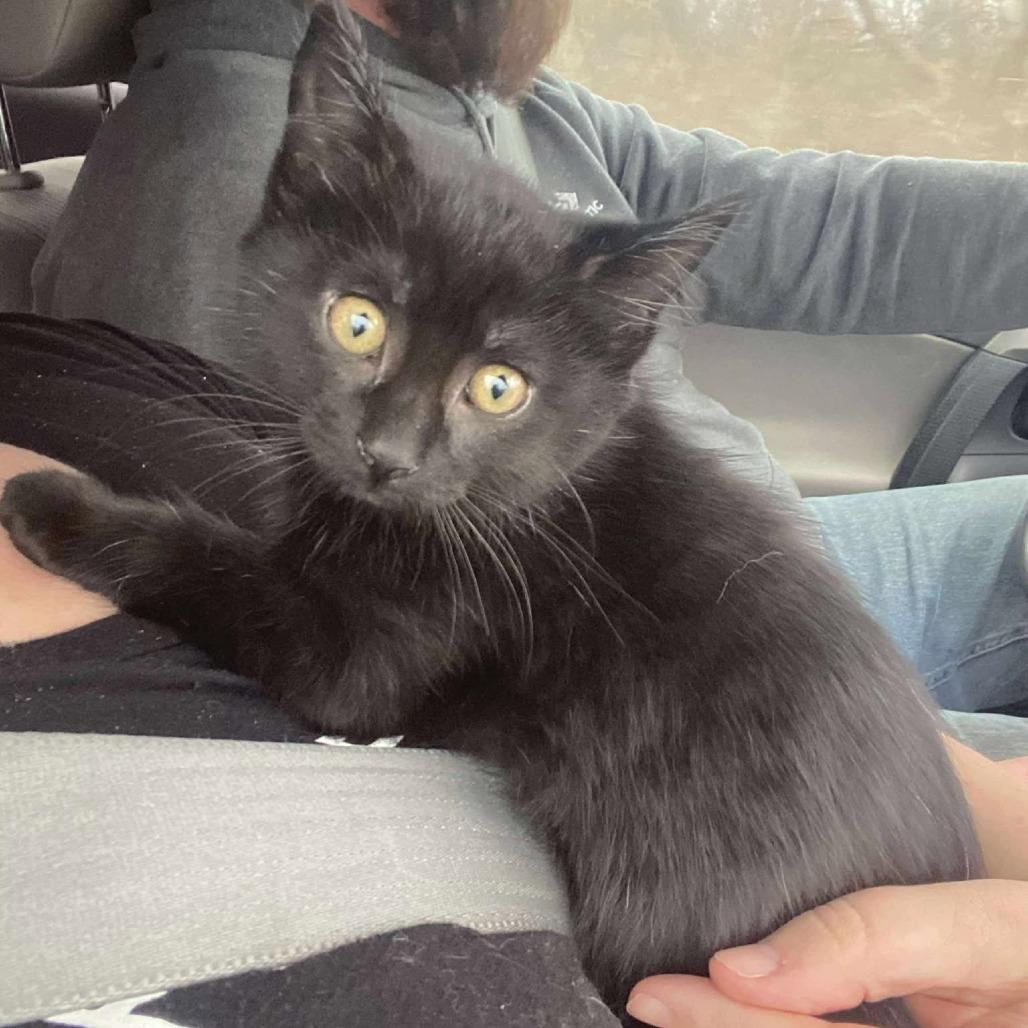 Bianca ARC2025-465, Adoptable, Kitten Male Domestic Short Hair.