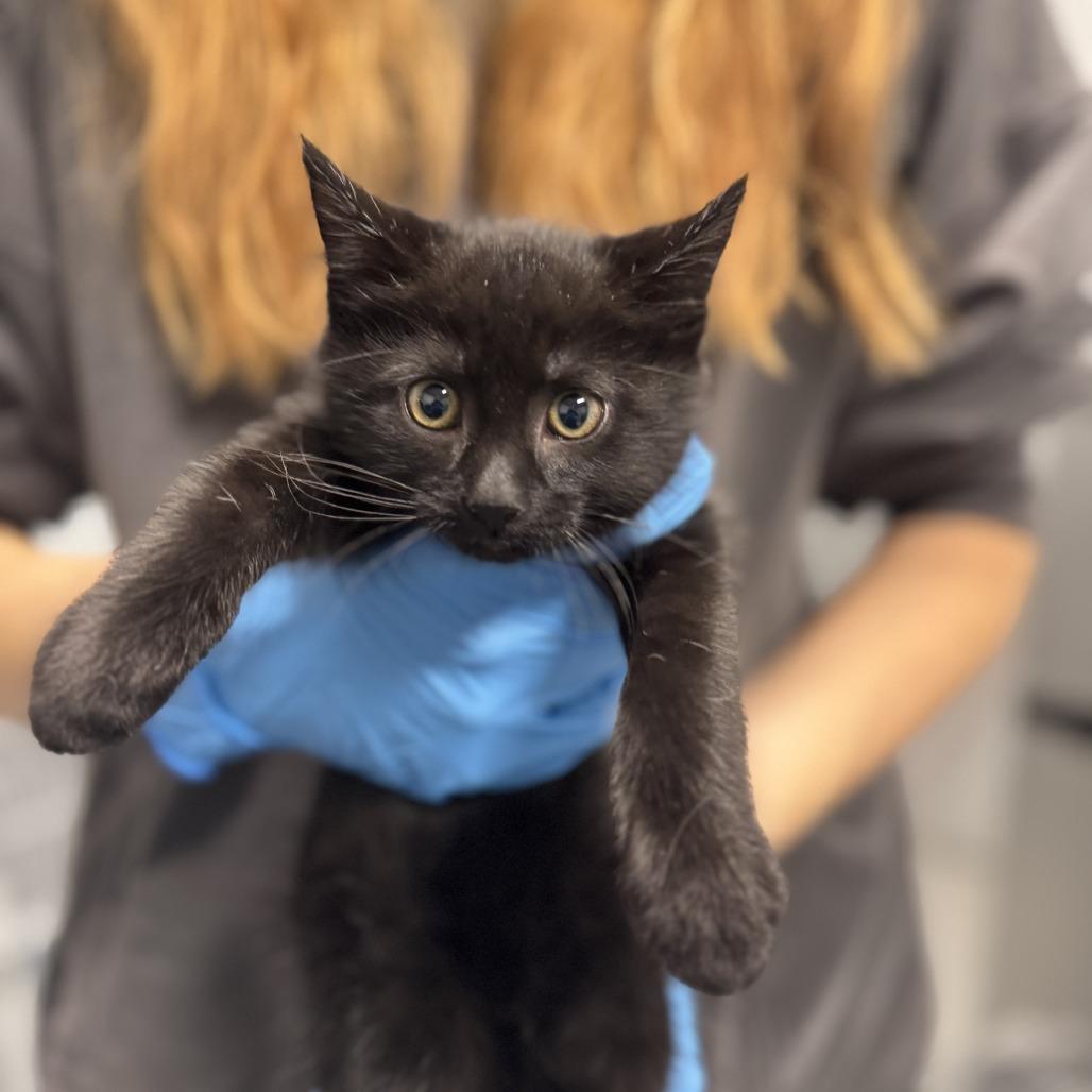 Enlarge Bianca ARC2025-465, a Adoptable Domestic Short Hair in Akron, NY image 2/3