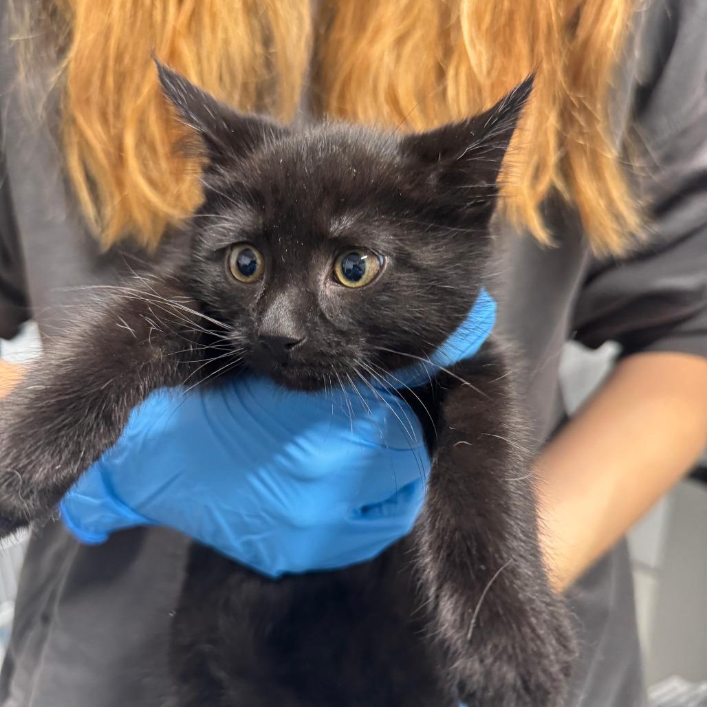 Enlarge Bianca ARC2025-465, a Adoptable Domestic Short Hair in Akron, NY image 3/3