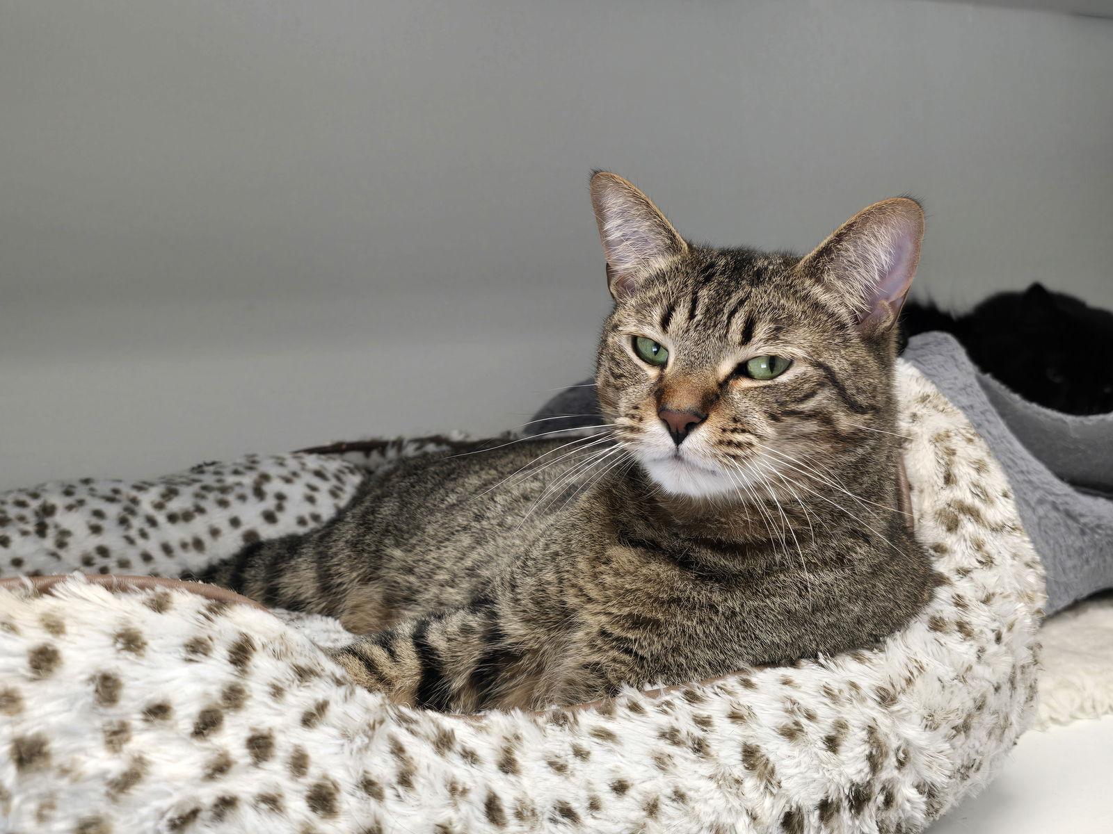 Enlarge Sammy, a Adoptable Tabby in Locust Grove, GA image 2/3