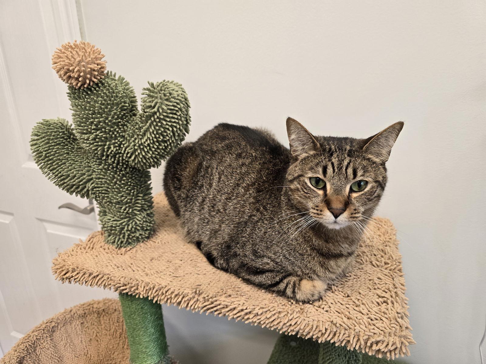 Enlarge Sammy, a Adoptable Tabby in Locust Grove, GA image 3/3