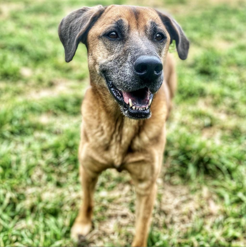 Duke, Adoptable, Senior Male Labrador Retriever & Mixed Breed.