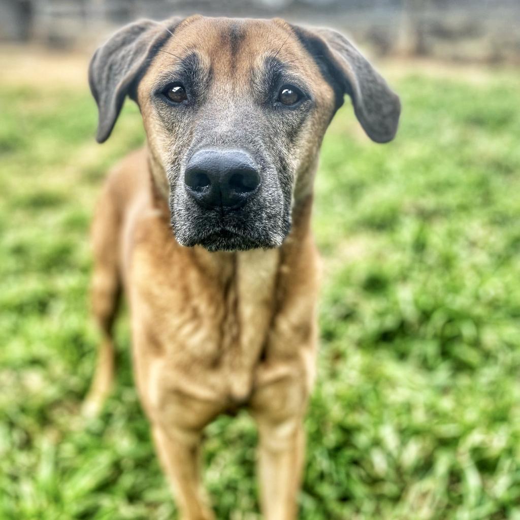 Enlarge Duke, a Adoptable mixed breed in Seagoville, TX image 2/4