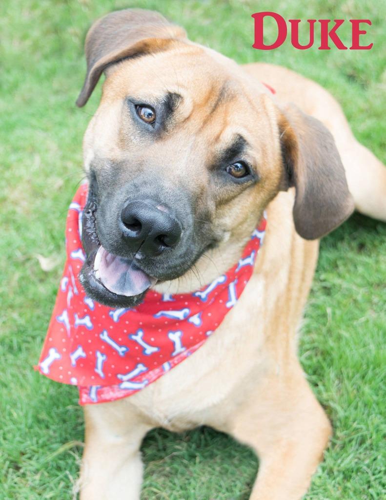 Enlarge Duke, a Adoptable mixed breed in Seagoville, TX image 2/6