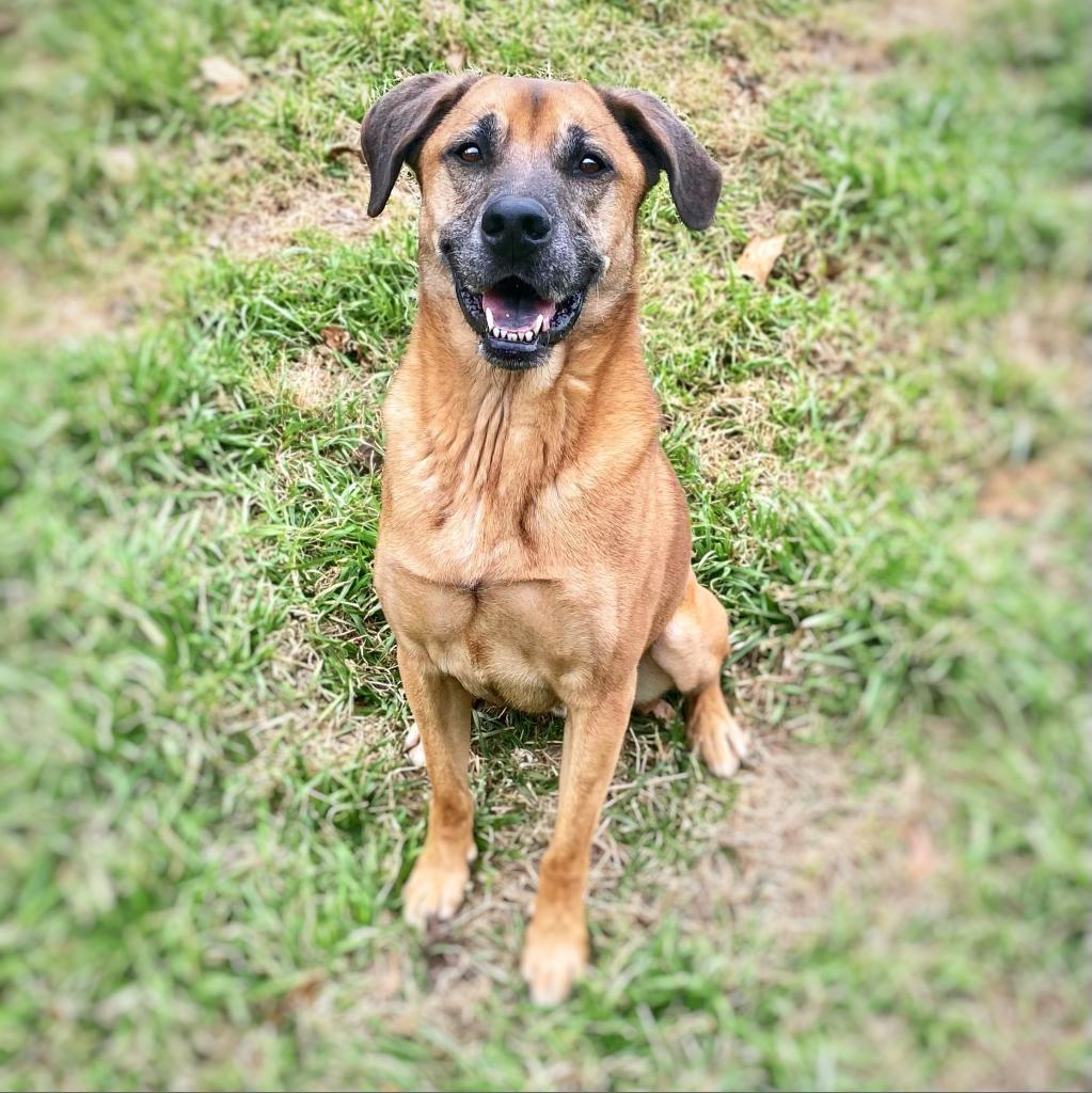 Enlarge Duke, a Adoptable mixed breed in Seagoville, TX image 4/4