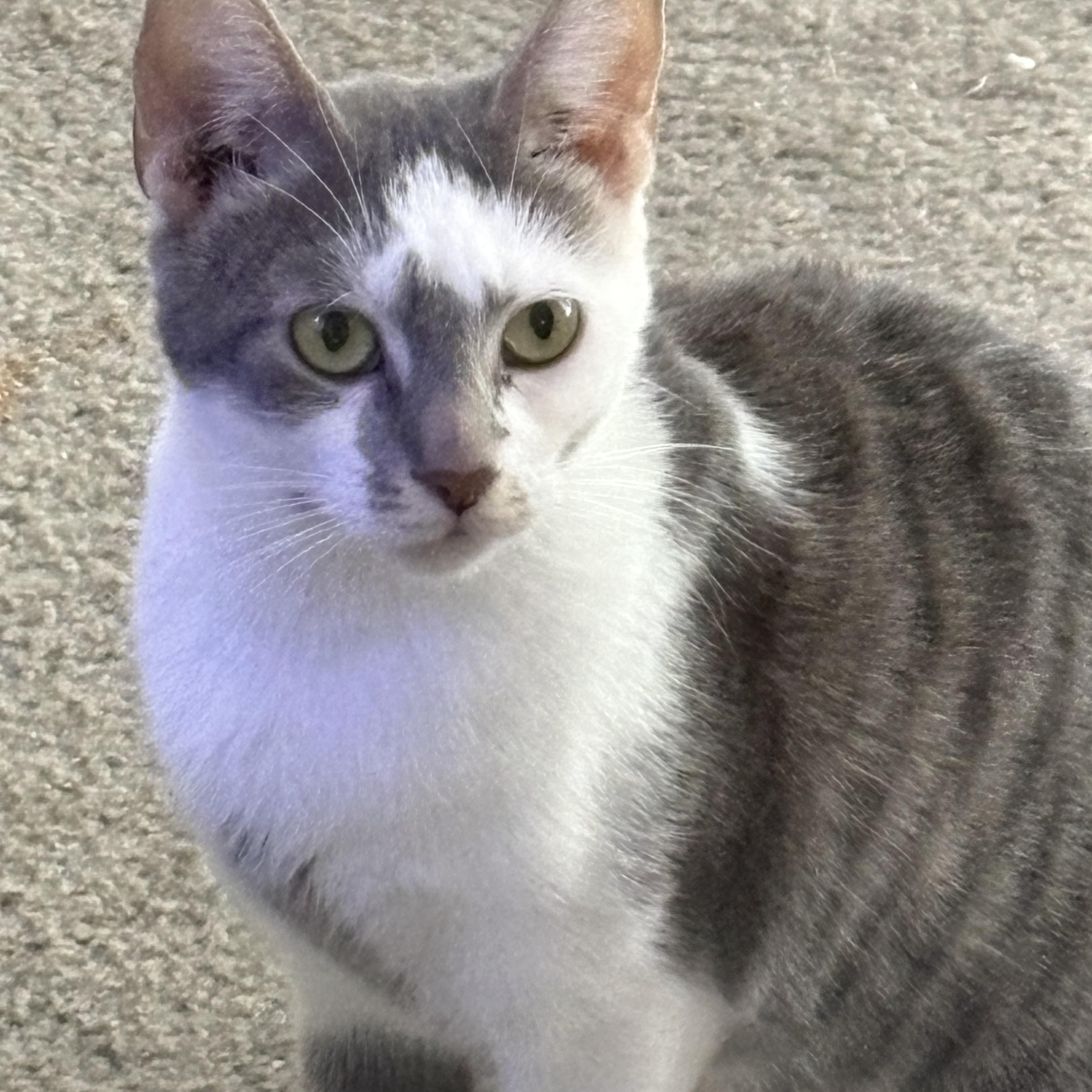 Dorothea, a Adoptable mixed breed in Kirklin, IN image 1/3