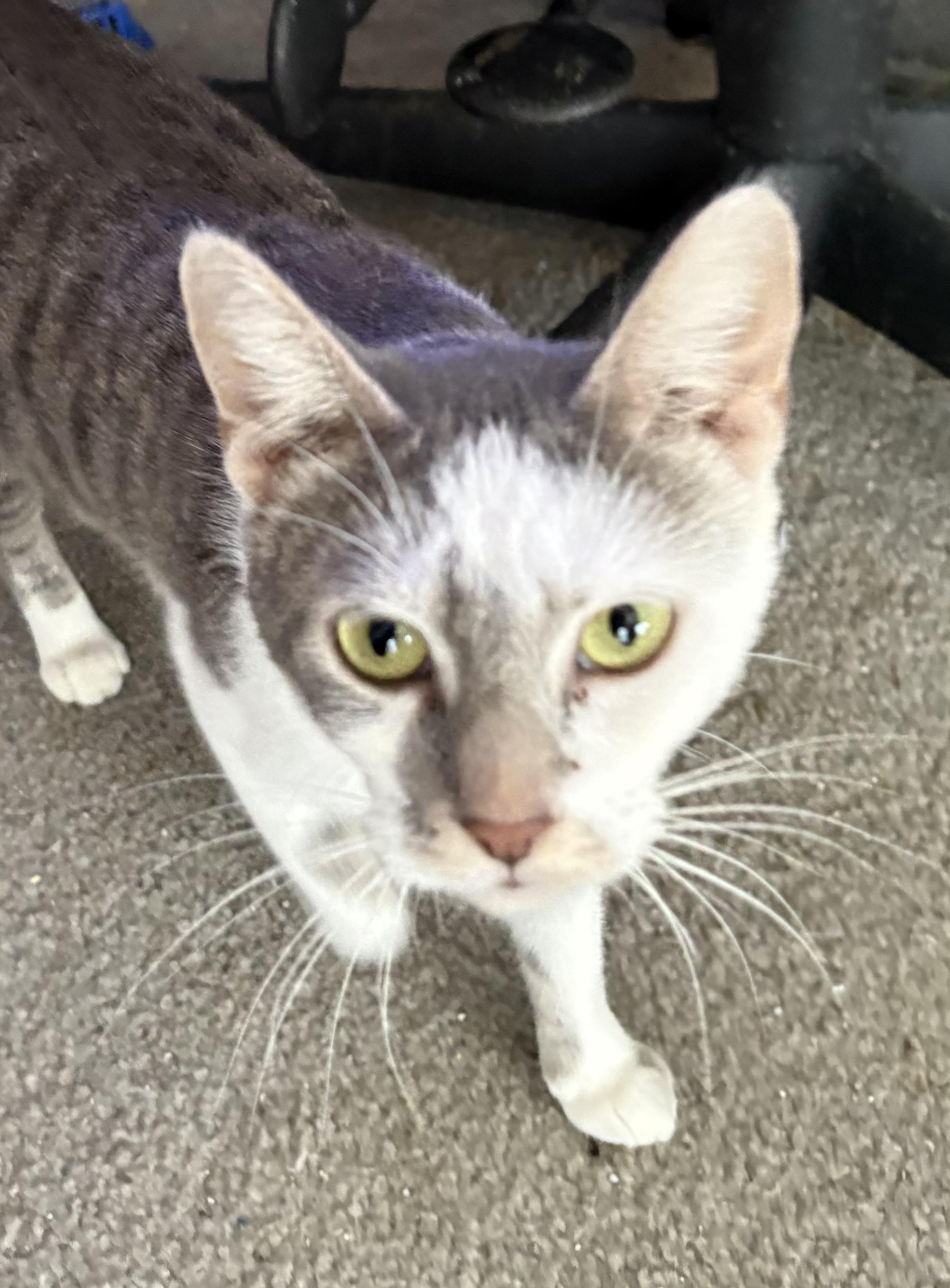 Dorothea, a Adoptable mixed breed in Kirklin, IN image 2/3