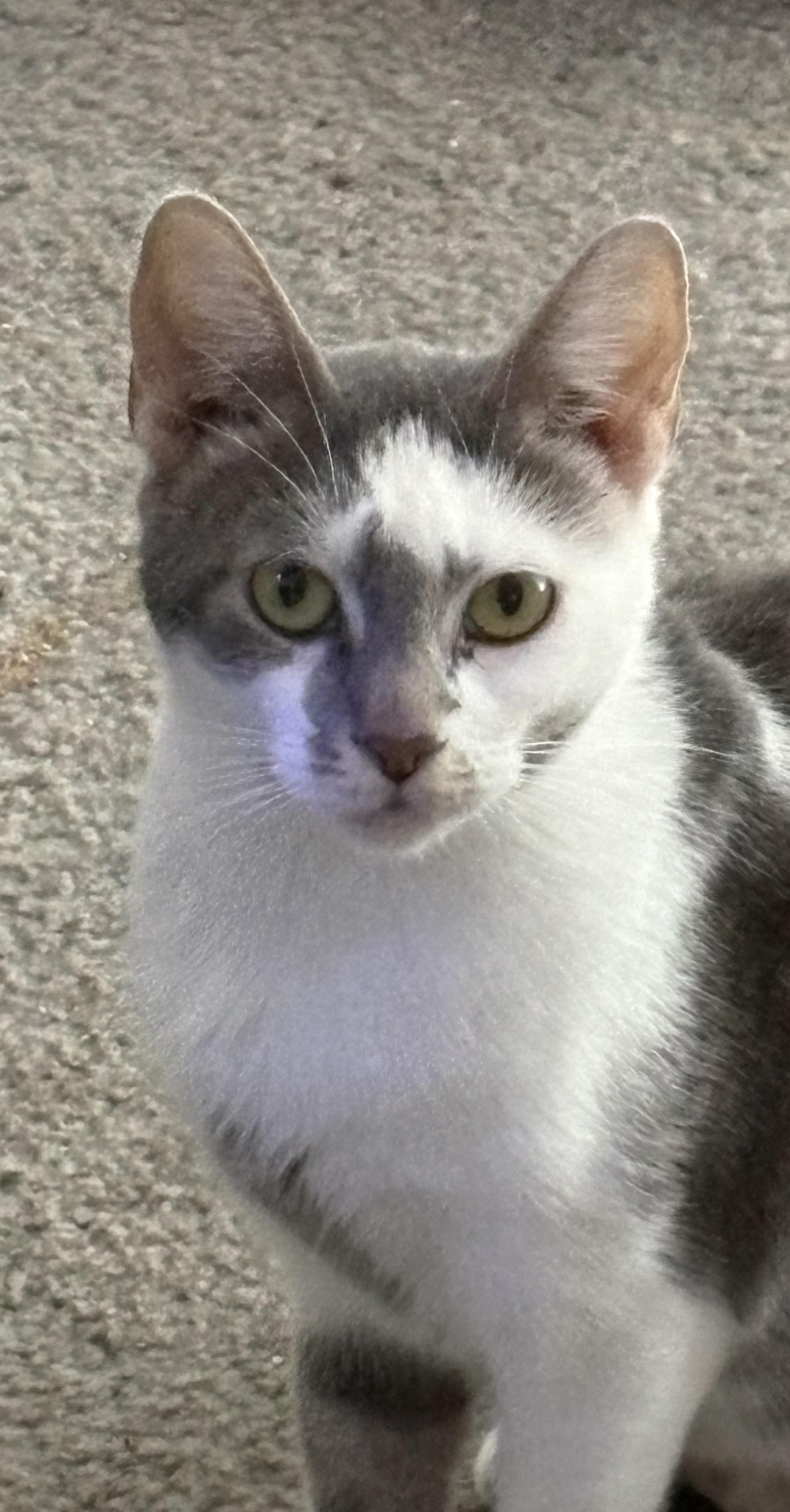 Dorothea, a Adoptable mixed breed in Kirklin, IN image 3/3