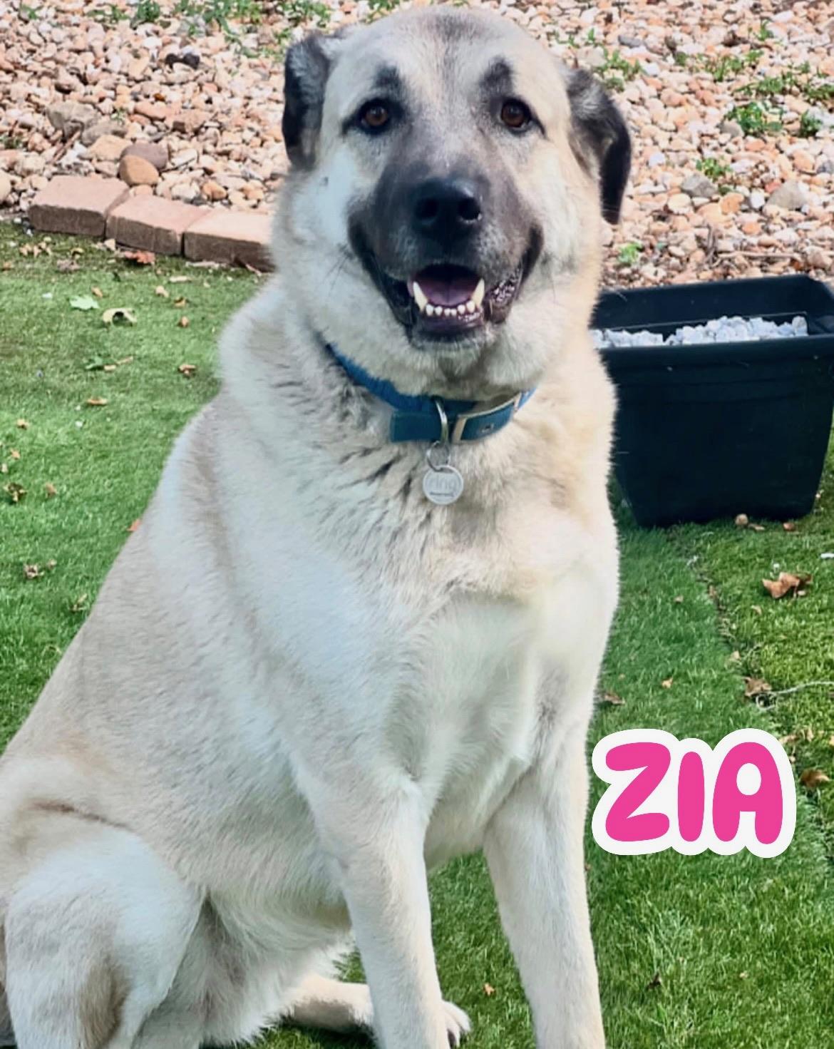 Zia
