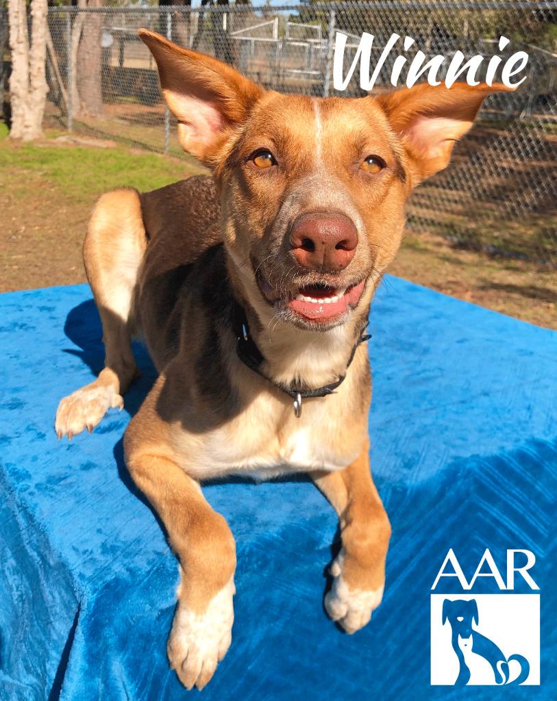 Enlarge Winnie, a Adoptable mixed breed in Magnolia, TX image 1/6