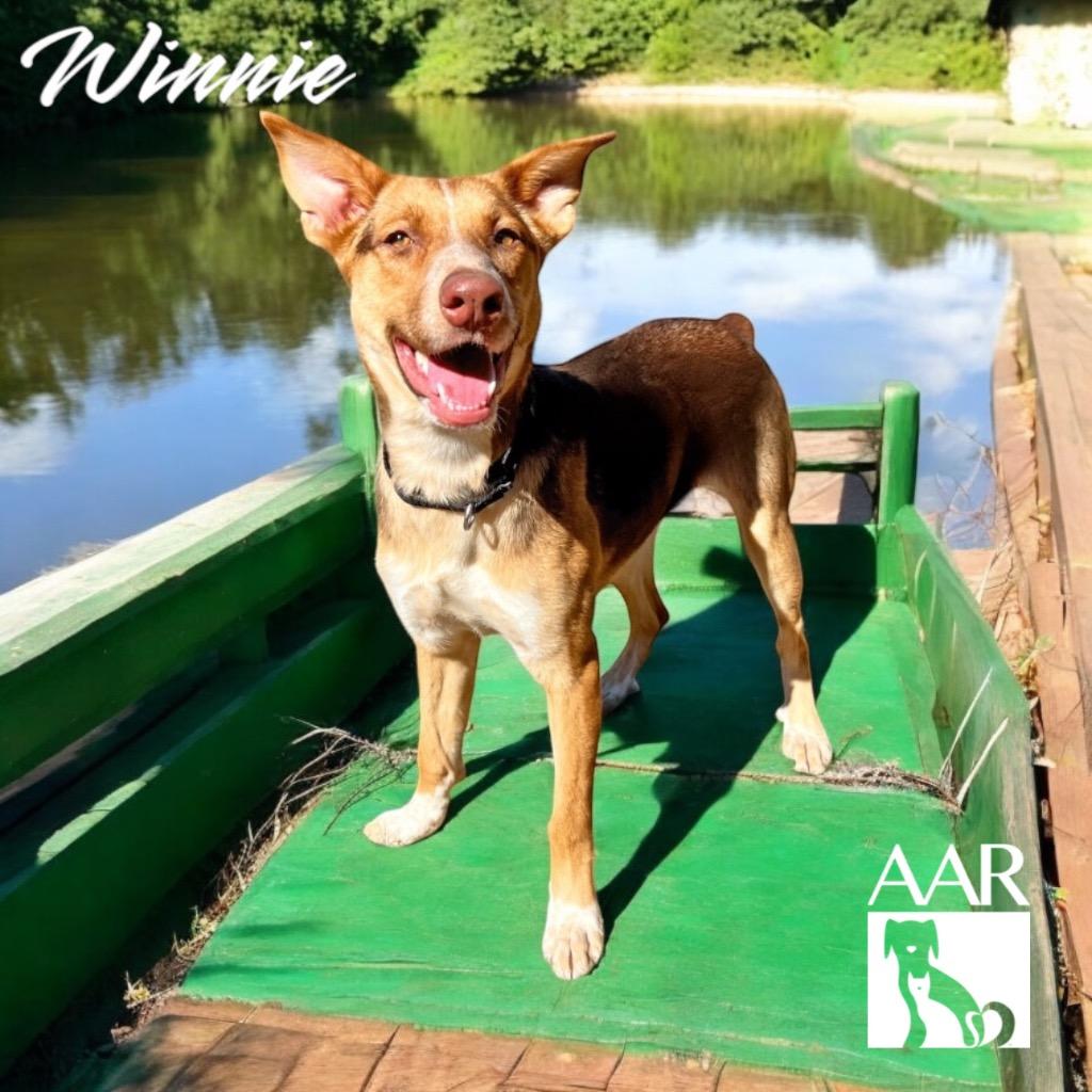 Enlarge Winnie, a Adoptable mixed breed in Magnolia, TX image 2/6