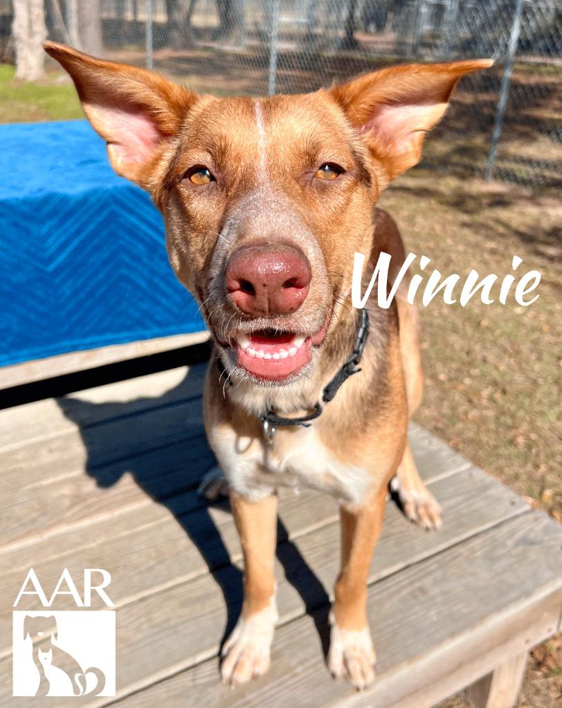Enlarge Winnie, a Adoptable mixed breed in Magnolia, TX image 4/6