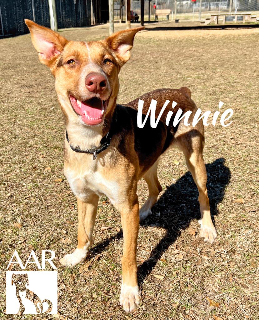 Enlarge Winnie, a Adoptable mixed breed in Magnolia, TX image 5/6