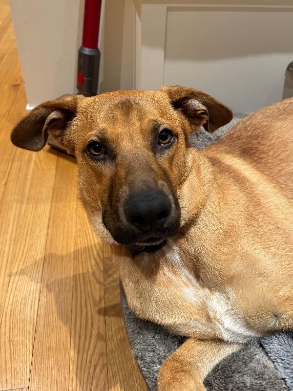 River, Adoptable, Adult Male Shepherd & Mixed Breed.