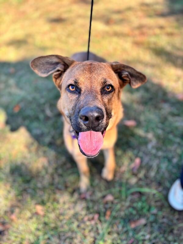 River, a Adoptable mixed breed in Berkeley Heights, NJ image 2/6