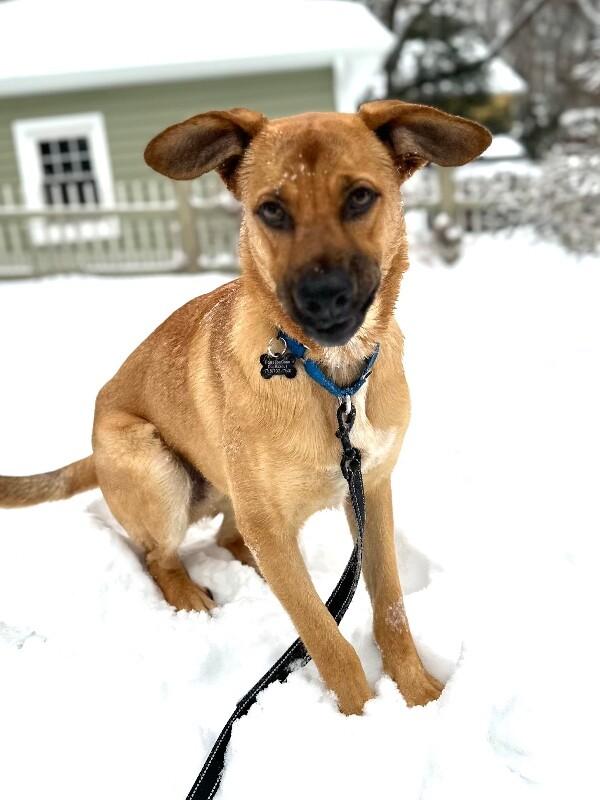 Enlarge River, a Adoptable mixed breed in Berkeley Heights, NJ image 2/6