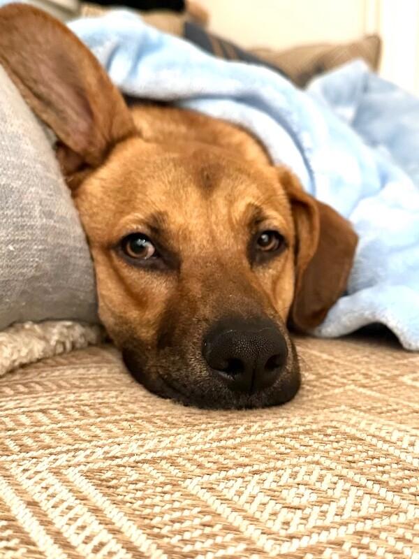 Enlarge River, a Adoptable mixed breed in Berkeley Heights, NJ image 3/6