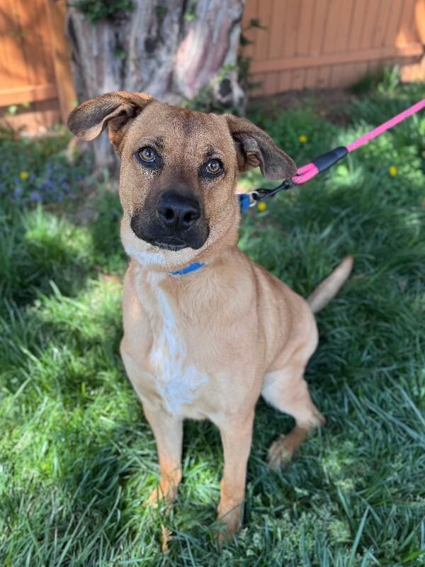 Enlarge River, a Adoptable mixed breed in Berkeley Heights, NJ image 3/6