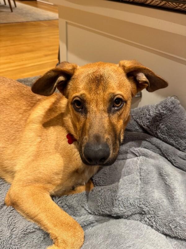 Enlarge River, a Adoptable mixed breed in Berkeley Heights, NJ image 3/6