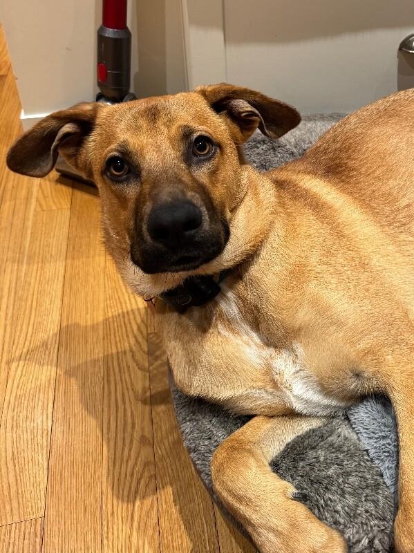 Enlarge River, a Adoptable mixed breed in Berkeley Heights, NJ image 4/6