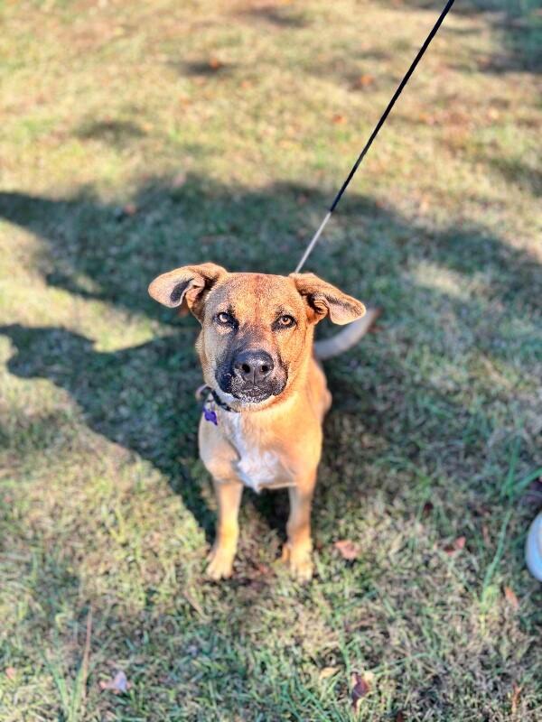 River, a Adoptable mixed breed in Berkeley Heights, NJ image 3/6