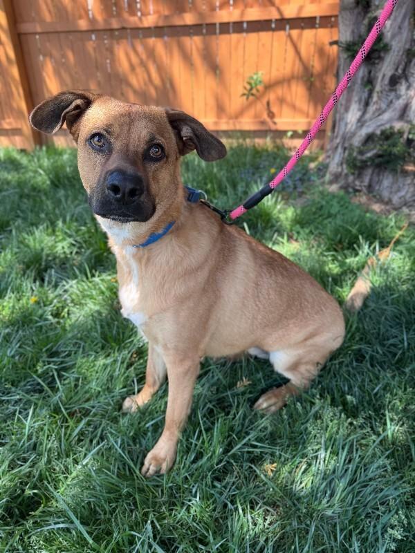 Enlarge River, a Adoptable mixed breed in Berkeley Heights, NJ image 4/6