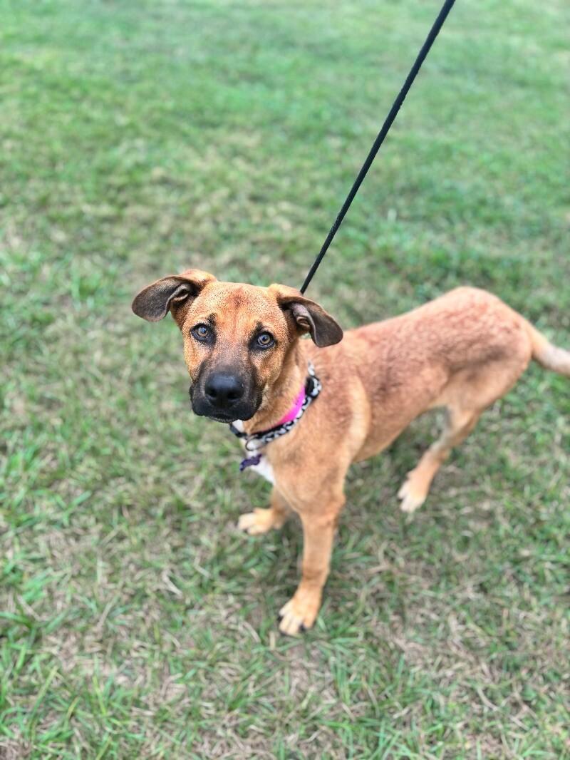 River, a Adoptable mixed breed in Berkeley Heights, NJ image 4/6