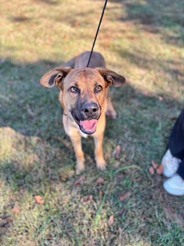 River, a Adoptable mixed breed in Berkeley Heights, NJ image 5/6