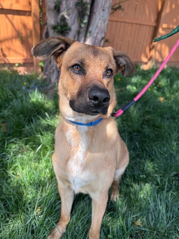 Enlarge River, a Adoptable mixed breed in Berkeley Heights, NJ image 5/6