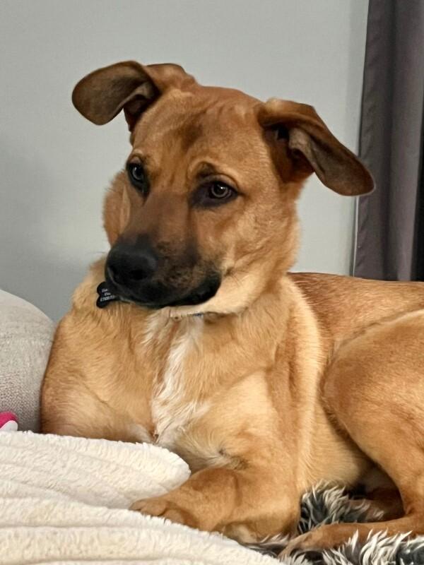 Enlarge River, a Adoptable mixed breed in Berkeley Heights, NJ image 4/6