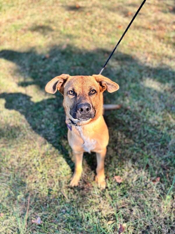 River, a Adoptable mixed breed in Berkeley Heights, NJ image 6/6