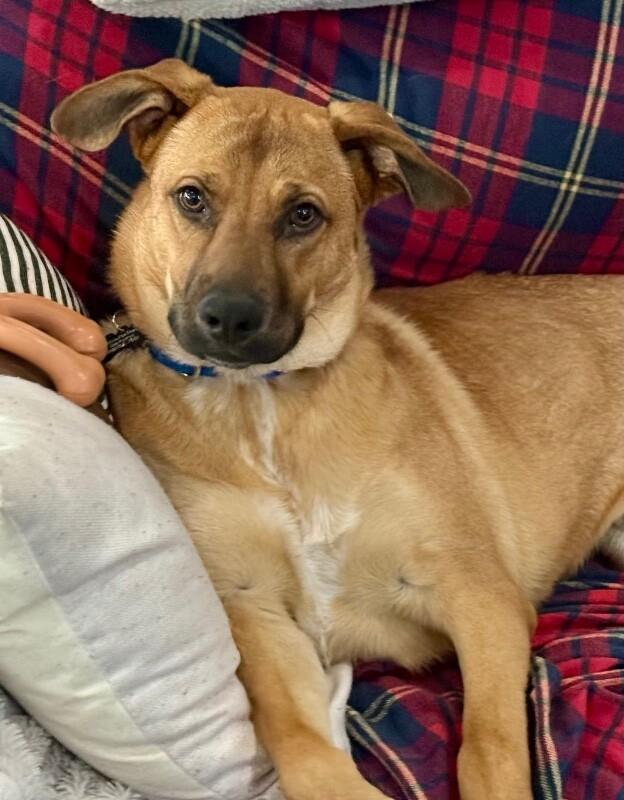 Enlarge River, a Adoptable mixed breed in Berkeley Heights, NJ image 5/6