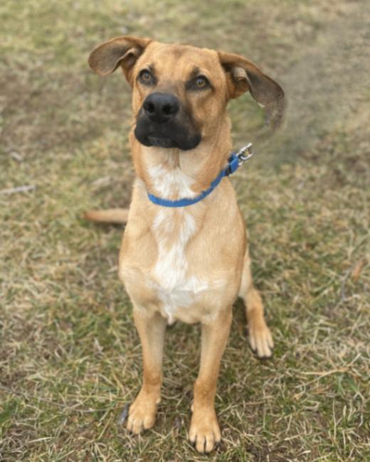 Enlarge River, a Adoptable mixed breed in Berkeley Heights, NJ image 5/6
