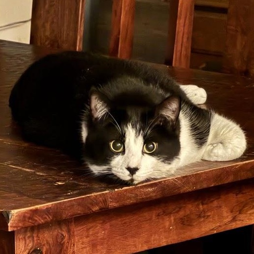 Enlarge Frank Sinatra & Bruno BONDED-BROTHERS, a Adoptable Domestic Short Hair in Beaverton, OR image 5/6