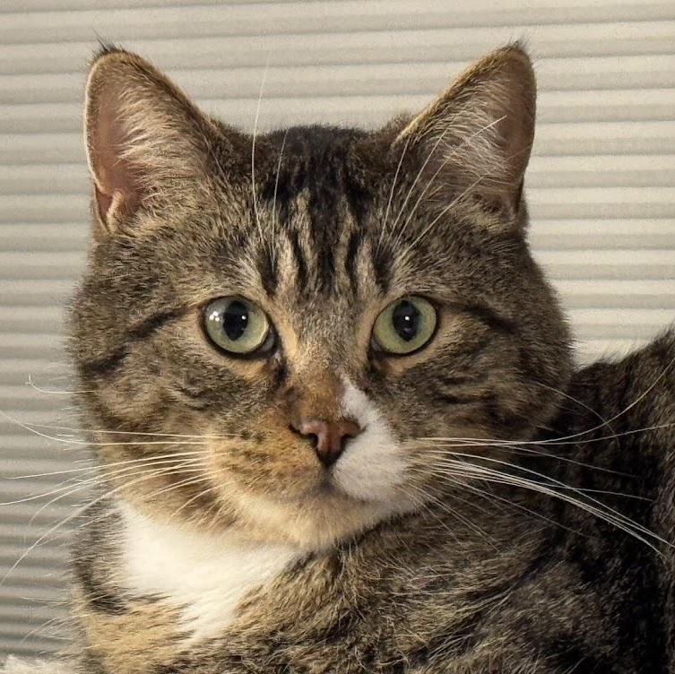 Enlarge Frank Sinatra & Bruno BONDED-BROTHERS, a Adoptable Domestic Short Hair in Beaverton, OR image 2/6