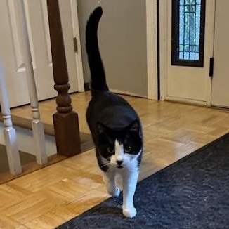 Enlarge Frank Sinatra & Bruno BONDED-BROTHERS, a Adoptable Domestic Short Hair in Beaverton, OR image 6/6