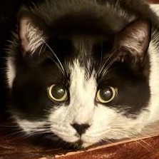 Enlarge Frank Sinatra & Bruno BONDED-BROTHERS, a Adoptable Domestic Short Hair in Beaverton, OR image 3/6