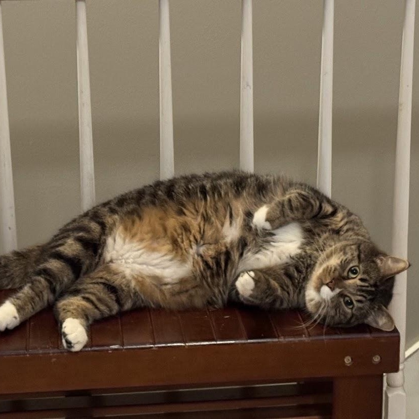 Enlarge Frank Sinatra & Bruno BONDED-BROTHERS, a Adoptable Domestic Short Hair in Beaverton, OR image 4/6