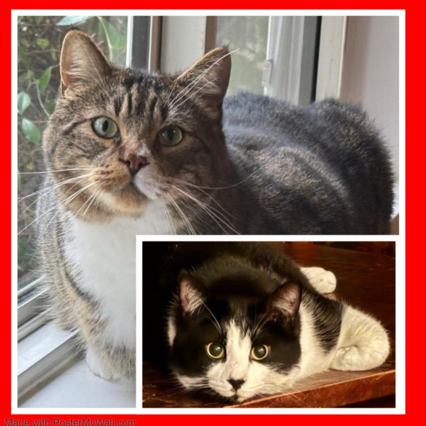 Enlarge Frank Sinatra & Bruno BONDED-BROTHERS, a Adoptable Domestic Short Hair in Beaverton, OR image 1/6