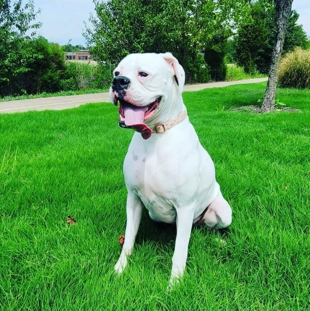 Luna, Adoptable, Adult Female Boxer.