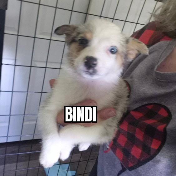 Bindi, adopted, Puppy Female Australian Shepherd.