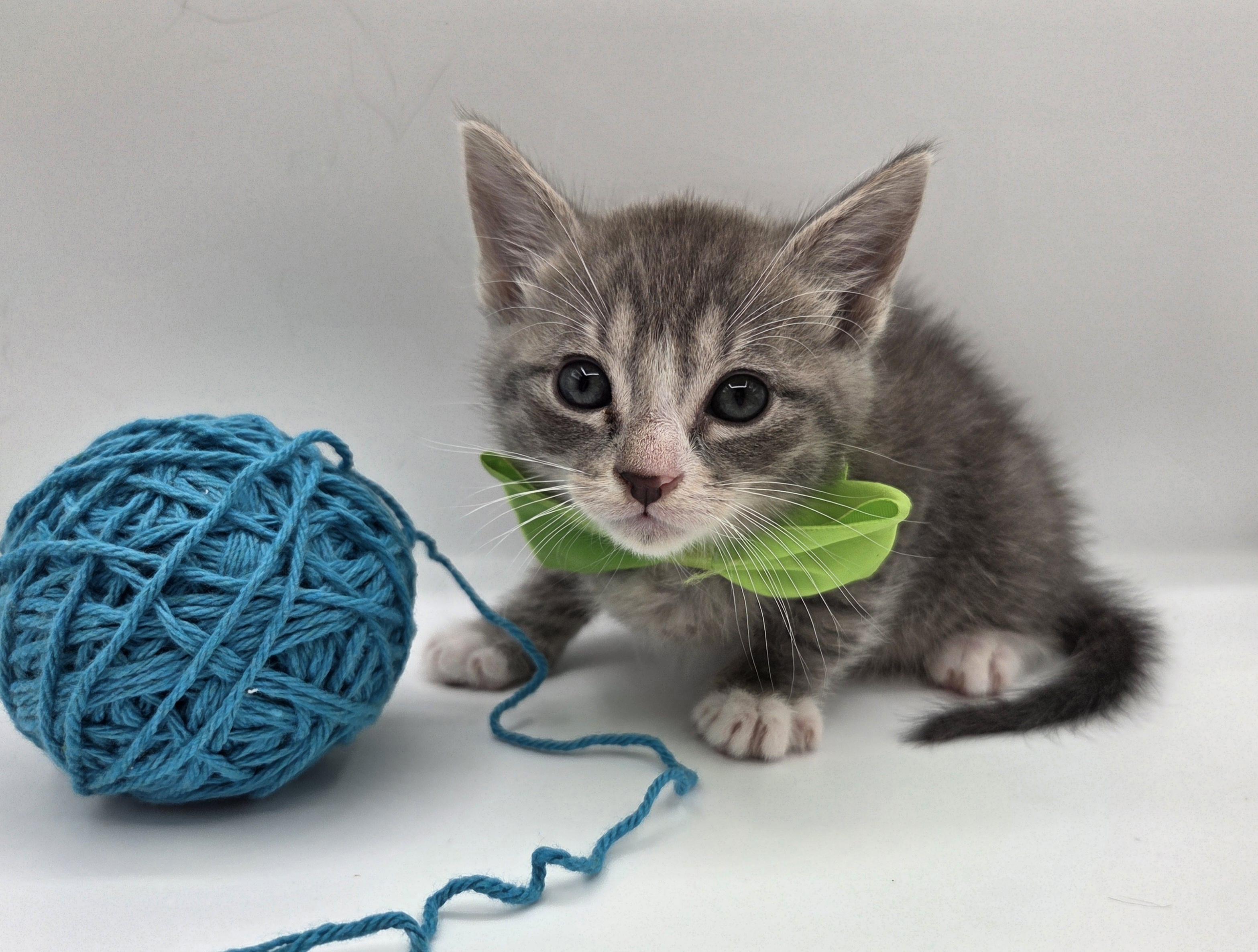 Mr. Big, a Adoptable mixed breed in Farmington, CT image 5/5