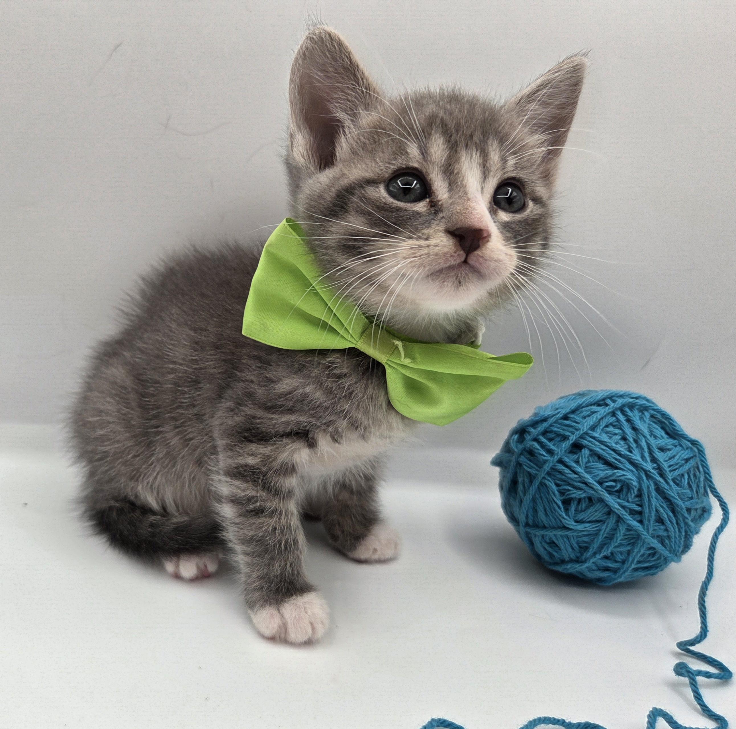Mr. Big, a Adoptable mixed breed in Farmington, CT image 3/5