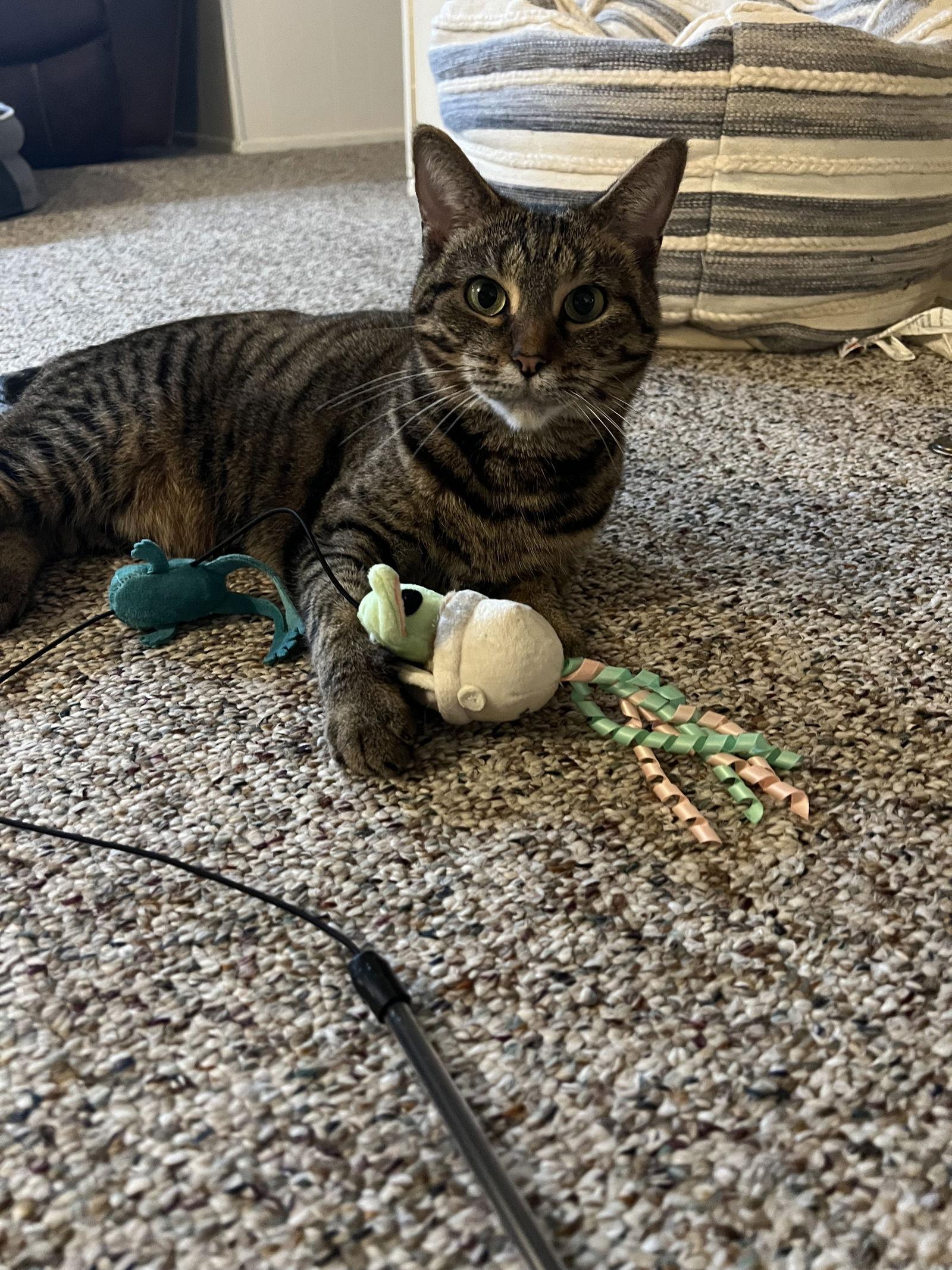 Birdee, Adoptable, Young Female Domestic Short Hair.