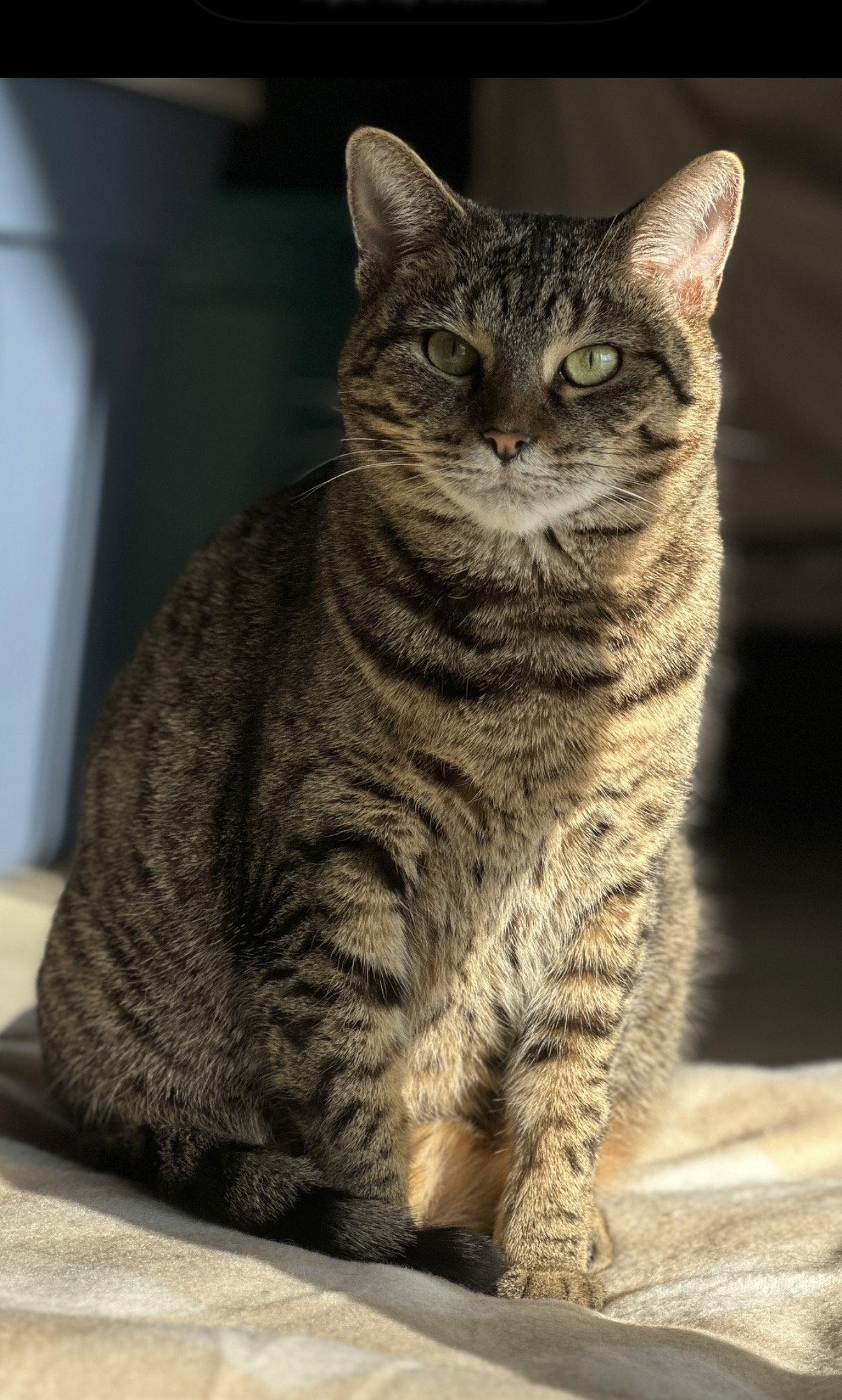 Birdee, a Adoptable Domestic Short Hair in Walled Lake, MI image 1/3