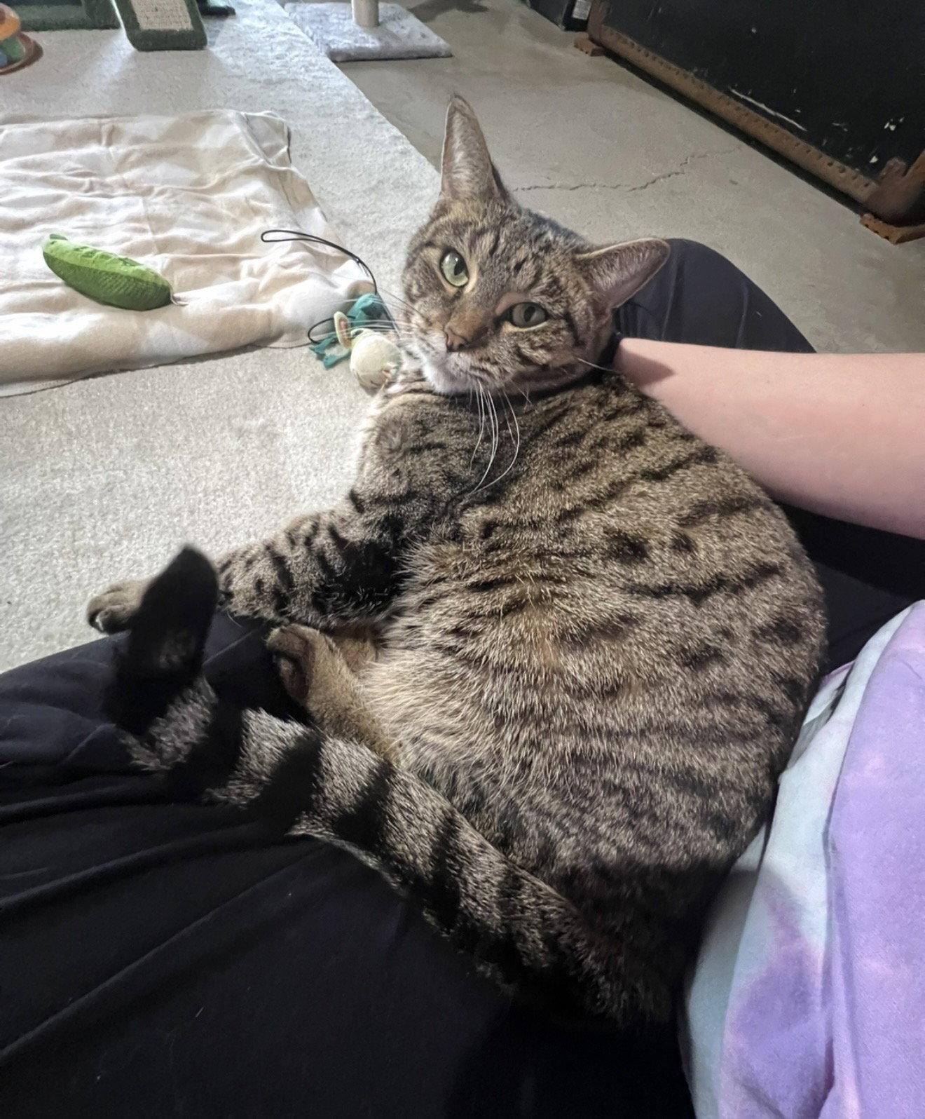 Birdee, a Adoptable Domestic Short Hair in Walled Lake, MI image 2/3